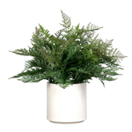 Künstlicher Farn - Josh | 58 cm | im creamfarbenen Topf