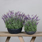 Künstlicher Lavendel - Thorfinn, 60 cm, Kunstblume von aplanta, inkl. Dekotopf, in grauer Schale, in Lavender, für drinnen
