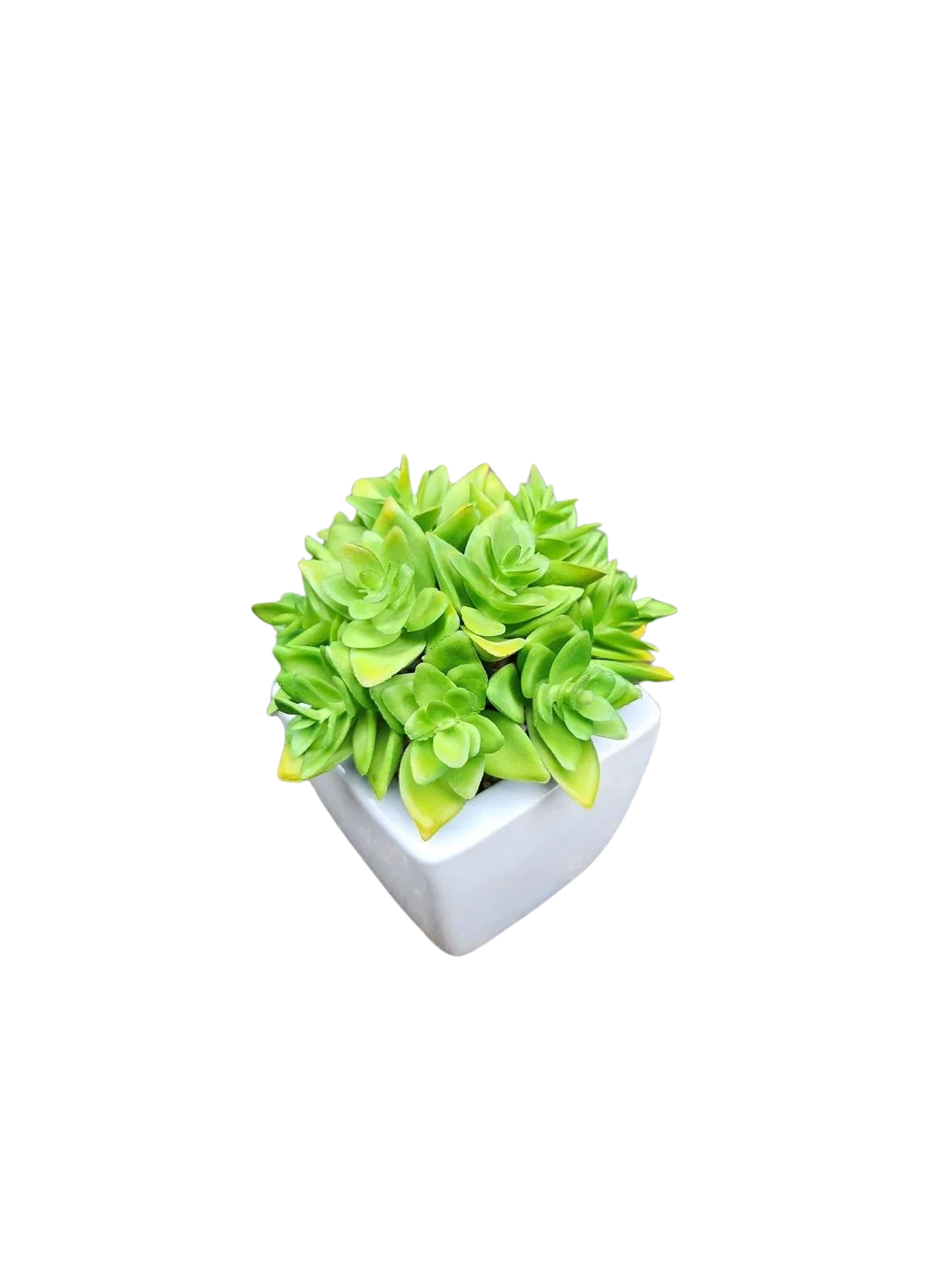 Künstliche Sedum - Johanna | 12 cm