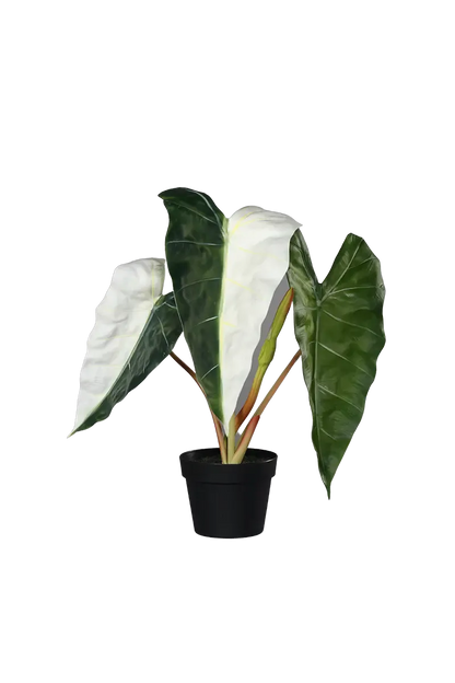 Künstliche Alocasia albino - Heino, 68 cm, Kunstpflanze von aplanta, in Natur, für drinnen