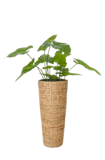 Pflanzkübel - Anesa, 60 cm, von aplanta, 60 cm hoch, in Natur, für drinnen