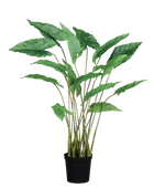 Künstliche Alocasia - Diego auf transparentem Hintergrund mit echt wirkenden Kunstblättern in natürlicher Anordnung. Künstliche Alocasia - Diego hat die Farbe Natur und ist 94 cm hoch. | aplanta Kunstpflanzen