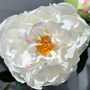 Pivoine artificielle - Davide | 45 cm