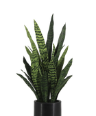 Künstlicher Bogenhanf - Leandro | 75 cm