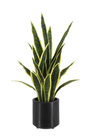 Künstlicher Bogenhanf - Carlos | 75 cm