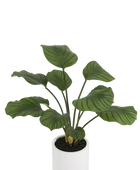 Künstliche Calathea - Maite | 63 cm