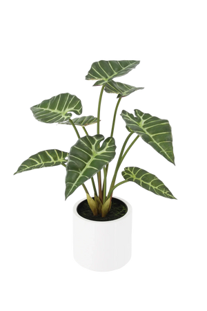 Künstliche Alocasia - Svannah | 59 cm