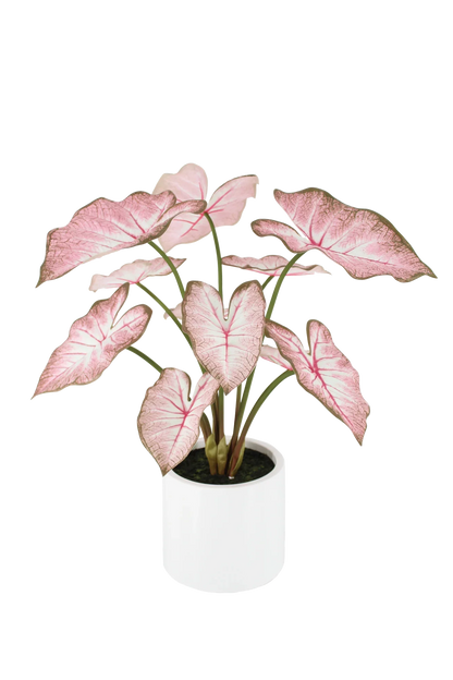 Künstliche Caladium - Mayra | 70 cm