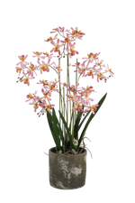 Künstliche Orchidee - Han | 59 cm