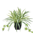 Künstliche Grünlilie – Liora | 50 cm