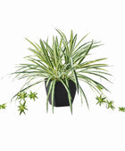 Künstliche Grünlilie – Liora | 50 cm