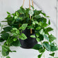 Künstlicher Hänge-Pothos - Melusine, 80 cm, Kunstpflanze von aplanta, Steckpflanze, in Grün, für drinnen