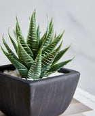 Künstliches Sukkulenten-Set – Aurea | 14 cm