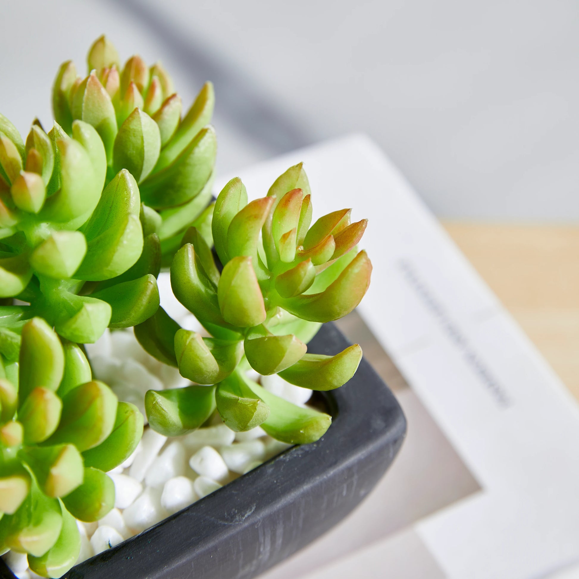 Künstliches Sukkulenten-Set – Aurea | 14 cm
