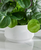 Künstlicher Geldbaum – Cassian | 24 cm