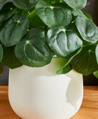 Künstlicher Geldbaum – Cassian | 39 cm