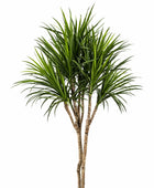 Künstliche Dracaena – Elianor | 180 cm