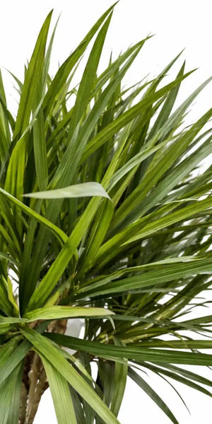 Künstliche Dracaena – Elianor | 180 cm