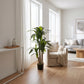 Künstliche Dracaena – Maevor | 120 cm