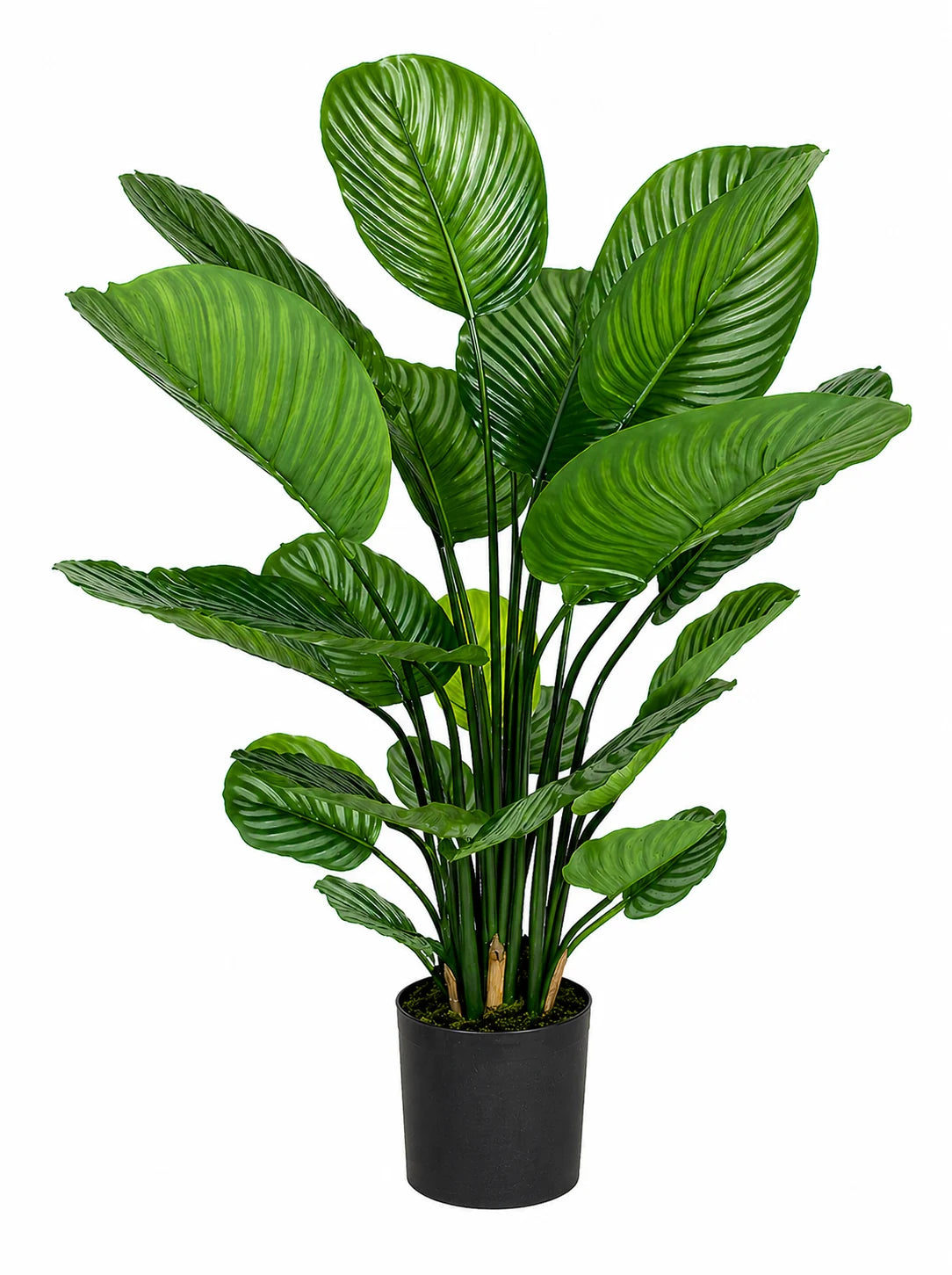 Künstliche Calathea - Norelia, 80 cm, Kunstpflanze von aplanta, in Grün, für drinnen