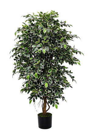 Künstlicher Ficus Retusa - Lysandros, 180 cm, Kunstbaum von aplanta, mit Echtholzstamm, inkl. Startertopf, in Natur