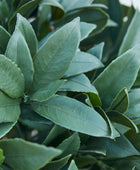 Künstlicher Lorbeerbaum – Vaelis | 75 cm