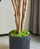 Künstliche Dracaena Reflexa – Maelis | 180 cm