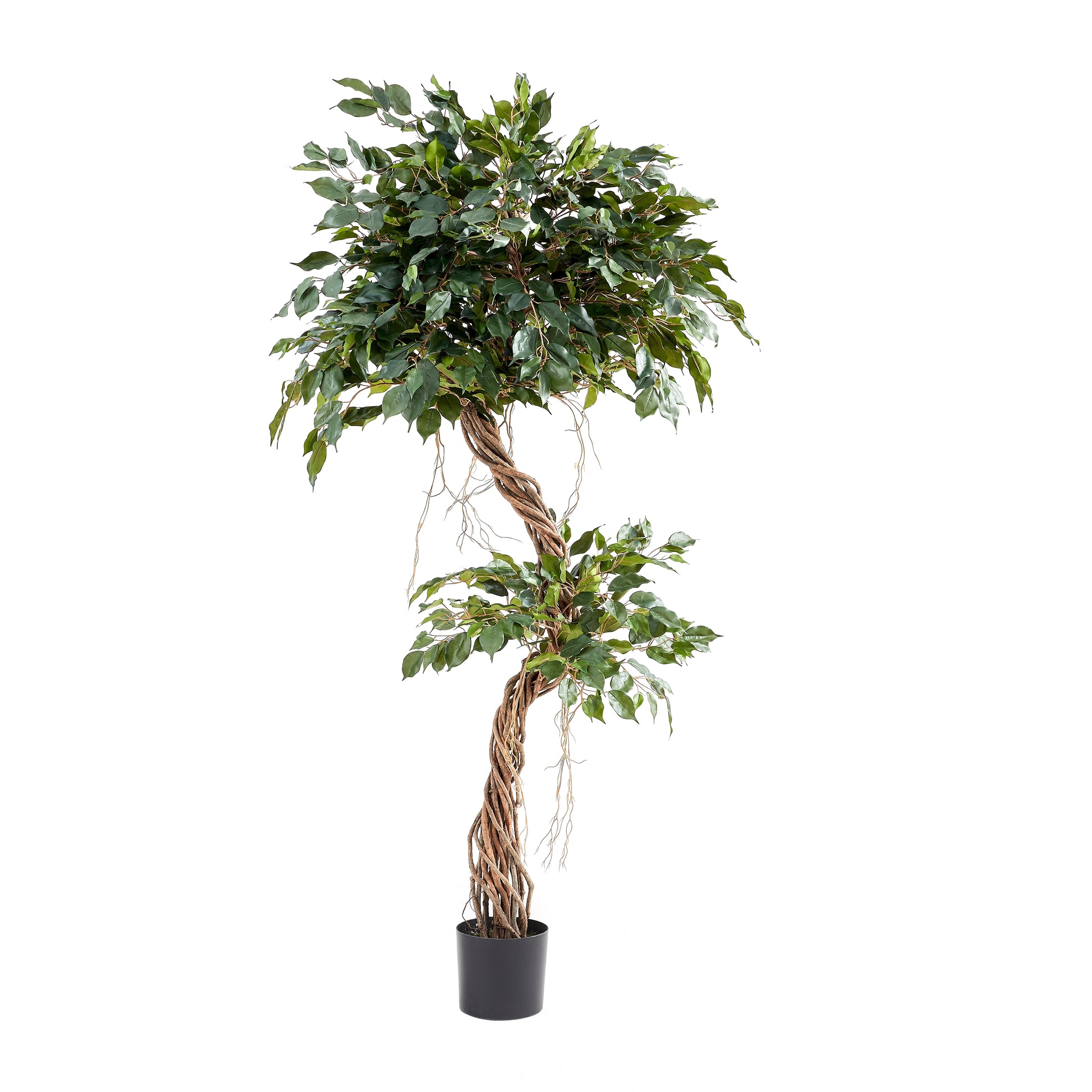 Künstlicher Ficus – Seraphius | 180 cm