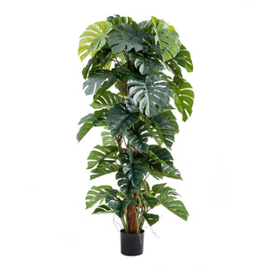 Künstlicher Split-Philodendron – Zephira | 190 cm