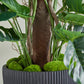 Künstlicher Split-Philodendron - Zephira, 210 cm, Kunstpflanze von aplanta, inkl. Startertopf, in Grün, für drinnen