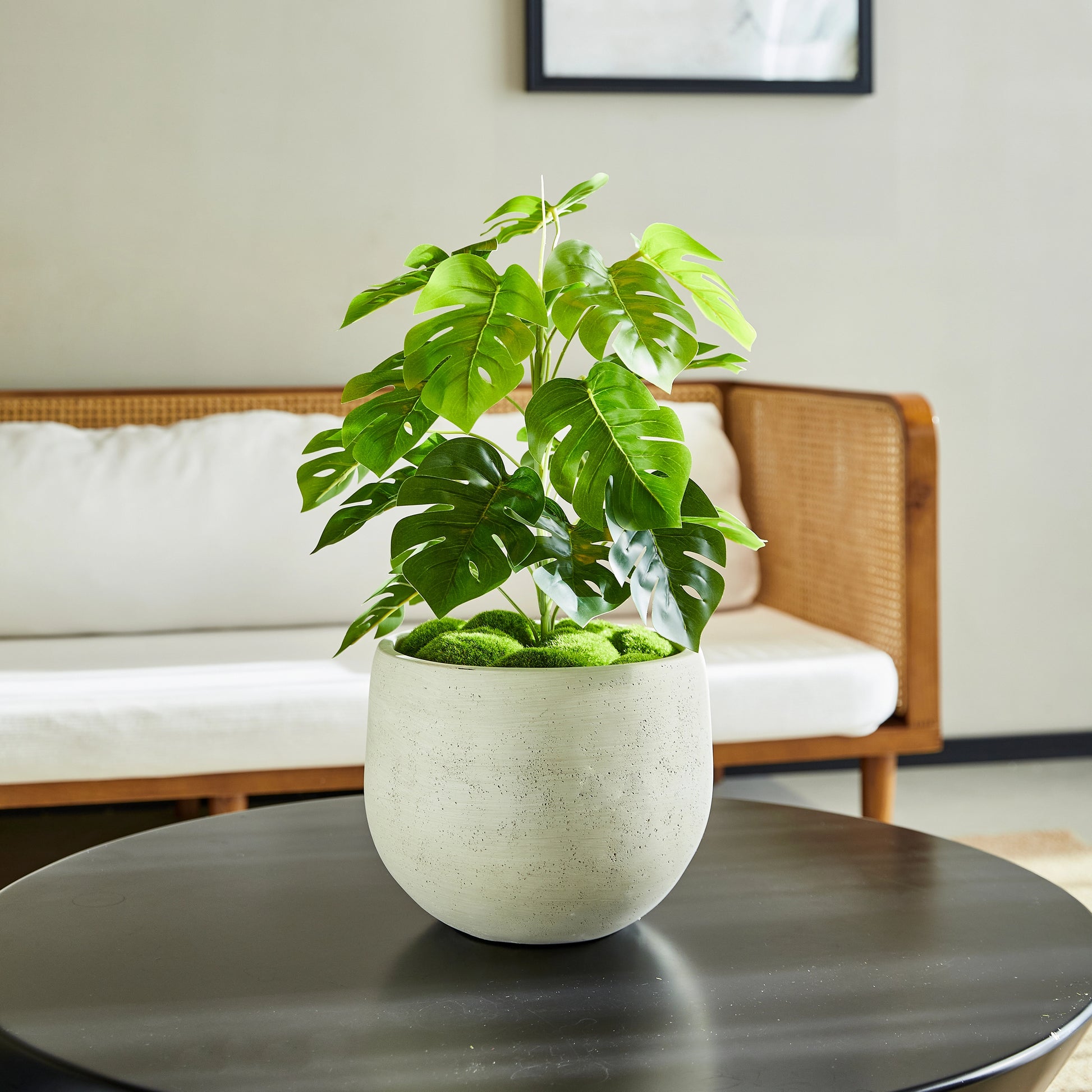 Künstlicher Monstera – Alenia | 50 cm