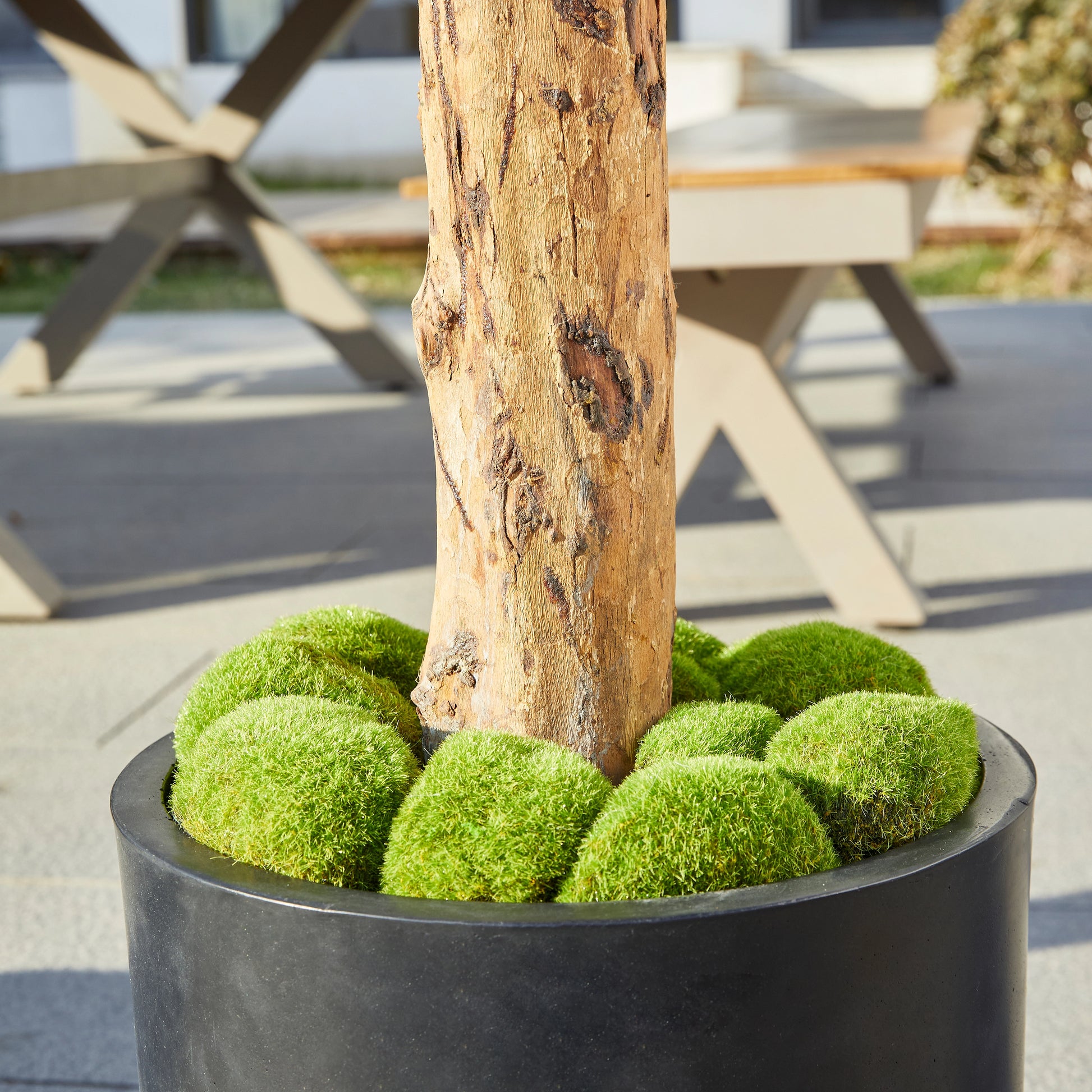 Künstlicher Olivenbaum – Eleutherios | 180 cm