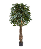 Künstlicher Ficus – Amadior | 210 cm