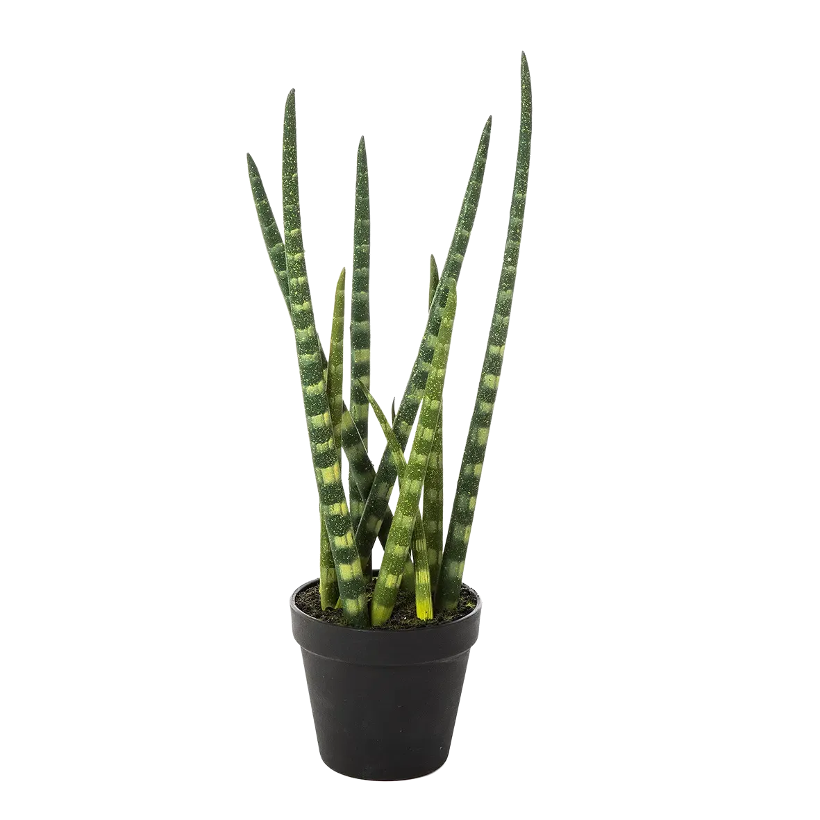 Künstliche Sansevieria - Dundee auf transparentem Hintergrund mit echt wirkenden Kunstblättern in natürlicher Anordnung. Künstliche Sansevieria - Dundee hat die Farbe Natur und ist 42 cm hoch. | aplanta Kunstpflanzen