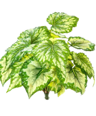 Künstliche Begonie - Berta auf transparentem Hintergrund mit echt wirkenden Kunstblättern in natürlicher Anordnung. Künstliche Begonie - Berta hat die Farbe Natur und ist 34 cm hoch. | aplanta Kunstpflanzen