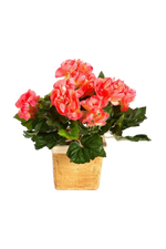 Künstliche Begonie - Steckpflanze - Tom | 20 cm