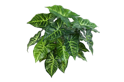 Künstliche Syngonium - Kalle, 45 cm, Kunstpflanze von aplanta, Steckpflanze, in Natur, für drinnen