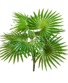 Hochwertige Kunstpalme auf transparentem Hintergrund mit echt wirkenden Kunstblättern in natürlicher Anordnung. Künstlicher Palmenbusch - Carina hat die Farbe Natur und ist 35 cm hoch. | aplanta Kunstpflanzen