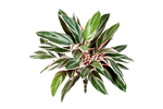 Künstliche Cordyline - Mila, 48 cm, Kunstpflanze von aplanta, Steckpflanze, für drinnen