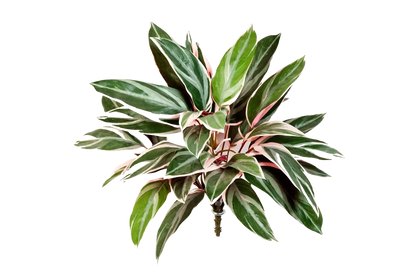 Künstliche Cordyline - Mila, 48 cm, Kunstpflanze von aplanta, Steckpflanze, für drinnen