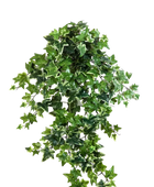 Hochwertige künstliche Hängepflanze auf transparentem Hintergrund mit echt wirkenden Kunstblättern in natürlicher Anordnung. Künstlicher Efeu - Alexandra hat die Farbe Natur und ist 70 cm hoch. | aplanta Kunstpflanzen