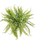 Künstlicher Streifenfarn - Carolina auf transparentem Hintergrund mit echt wirkenden Kunstblättern in natürlicher Anordnung. Künstlicher Streifenfarn - Carolina hat die Farbe Natur und ist 40 cm hoch. | aplanta Kunstpflanzen