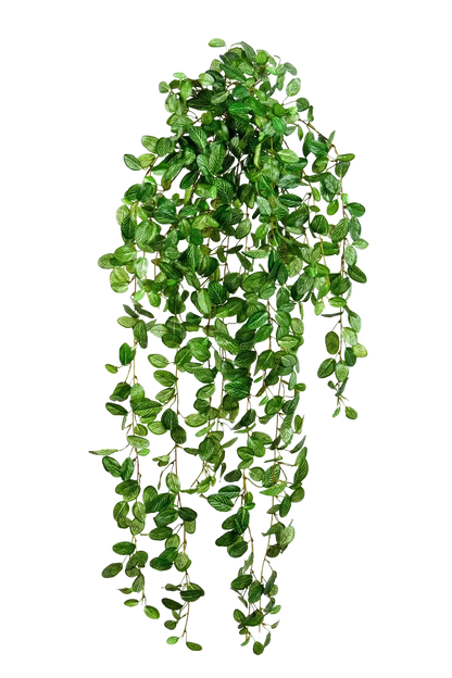 Hochwertige künstliche Hängepflanze auf transparentem Hintergrund mit echt wirkenden Kunstblättern in natürlicher Anordnung. Künstliche Hänge-Fittonia - Freya hat die Farbe Natur und ist 85 cm hoch. | aplanta Kunstpflanzen