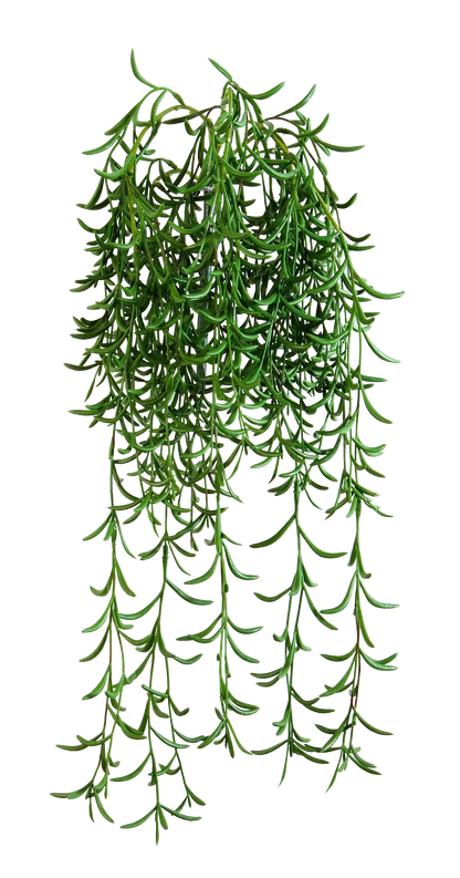 Hochwertige künstliche Hängepflanze auf transparentem Hintergrund mit echt wirkenden Kunstblättern in natürlicher Anordnung. Künstliche Hänge-Sukkulente - Henriette hat die Farbe Natur und ist 45 cm hoch. | aplanta Kunstpflanzen