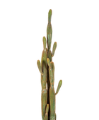 Künstlicher Kaktus - Heinz auf transparentem Hintergrund mit echt wirkenden Kunstblättern. Diese Kunstpflanze gehört zur Gattung/Familie der 