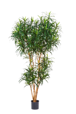 Künstlicher Drachenbaum - Helmut | 210 cm