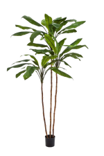 Künstliche Lilie - Isabell auf transparentem Hintergrund mit echt wirkenden Kunstblättern in natürlicher Anordnung. Künstliche Lilie - Isabell hat die Farbe Natur und ist 210 cm hoch. | aplanta Kunstpflanzen