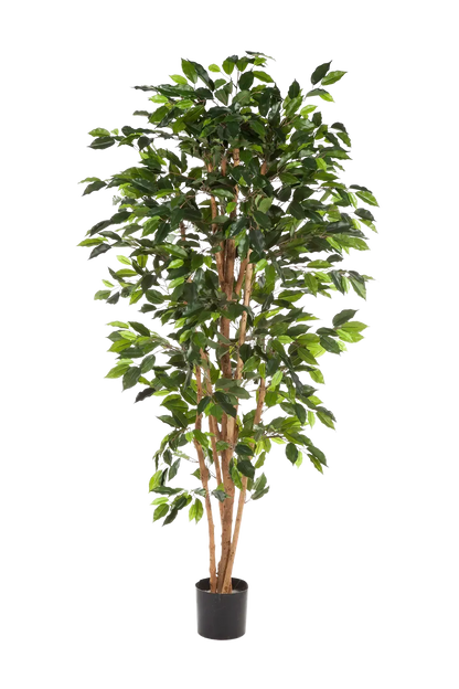 Künstlicher Ficusbaum - Sylvior, 150 cm, Kunstbaum von aplanta, mit Echtholzstamm, UV-beständig, inkl. Startertopf, in Grün