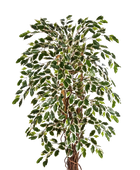 Künstliche Feige - Ismael | 180 cm auf transparentem Hintergrund mit echt wirkenden Kunstblättern in natürlicher Anordnung. | aplanta Kunstpflanzen