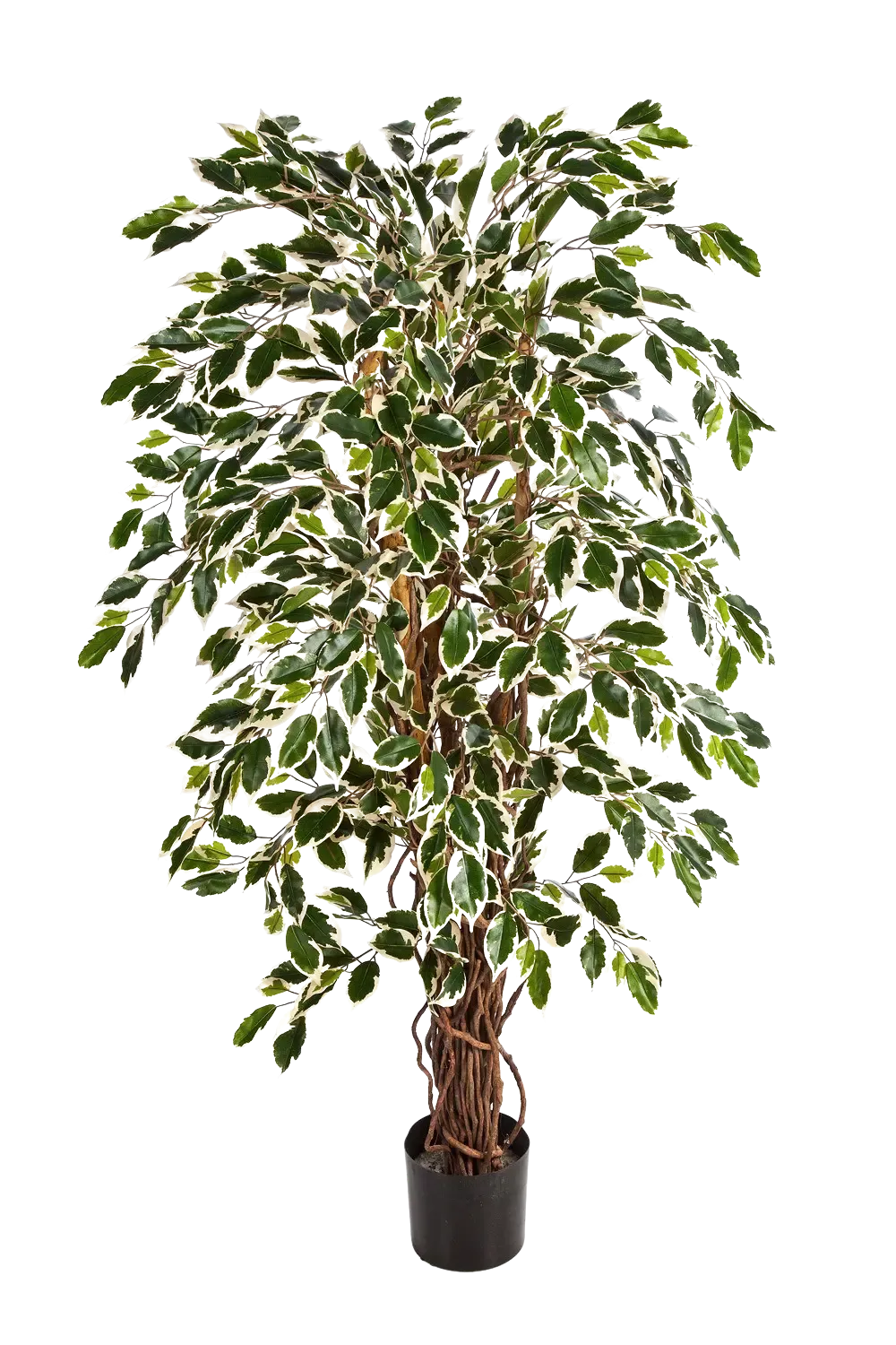 Künstlicher Ficus – Ravian | 150 cm